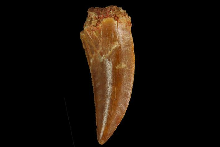 Serrated, Raptor Tooth - Real Dinosaur Tooth #130360